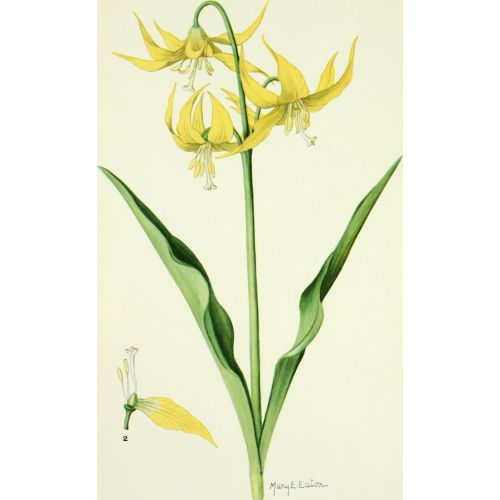 Yellow Flowers Poster 3 Poster The Yellow Flowers Poster 3 features a vibrant and eye-catching design of yellow flowers. It is