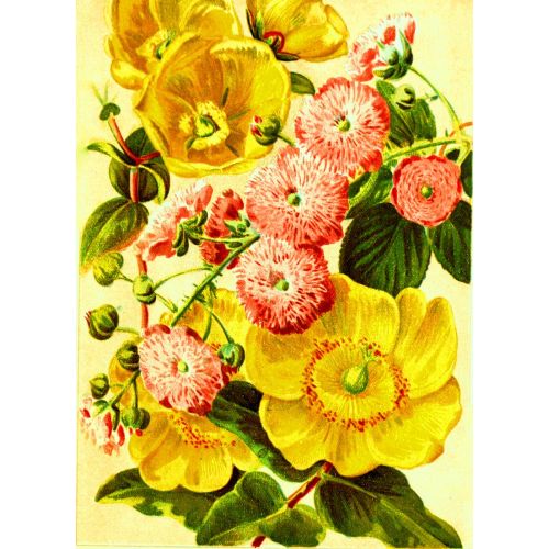Yellow And Red Flowers Poster Yellow And Red Flowers Poster