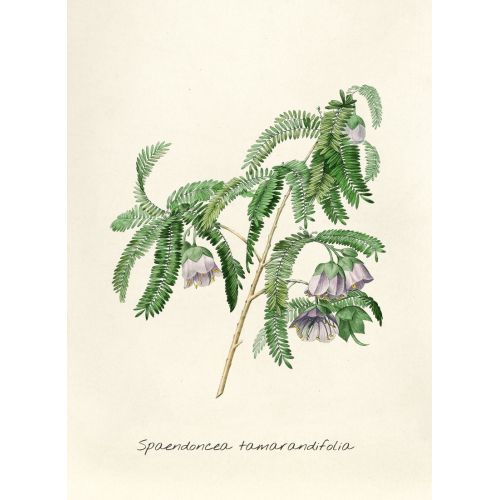 Spaendoncea Tamarandifolia Posteri Spaendoncea Tamarandifolia Posteri