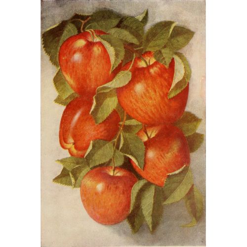 Starking Delicious Poster The Starking Delicious Poster features bright red tomatoes set against a green leafy background. This