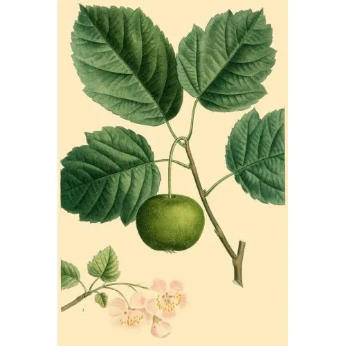 Tatlı Elma Posteri Tatlı Elma (Malus domestica) posteri, yüksek kaliteli kanvas baskı olarak satışta olan bir bitki resmi