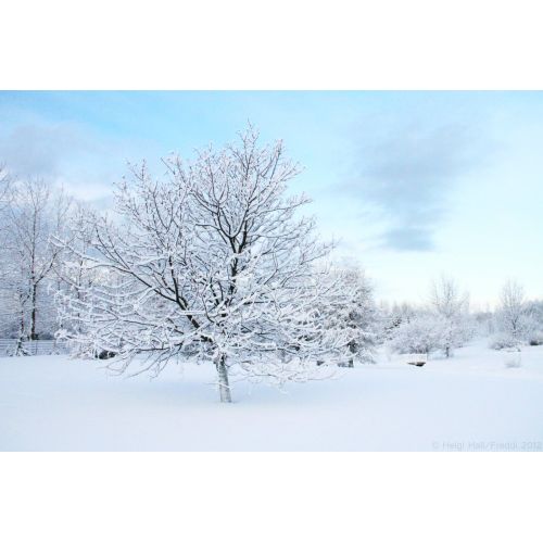 Lonely Tree Poster 2 Poster Lonely Tree Poster 2 Poster features a captivating image of a solitary tree, conveying a sense of