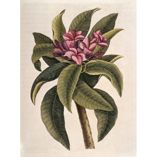 The Plumeria Poster