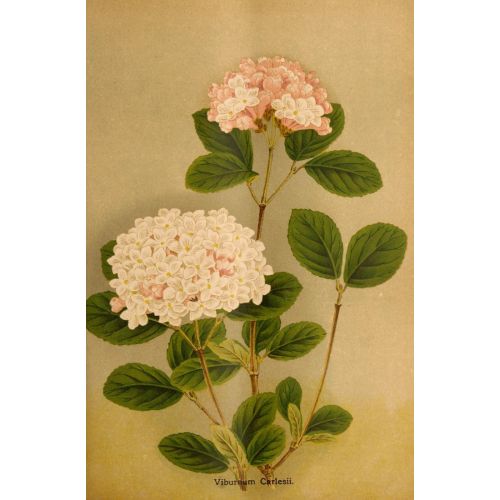 Viburnum Poster