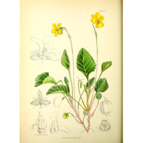Pansies Poster Pansies are known for their vibrant colors, delicate petals, and heart-shaped leaves. This poster features a