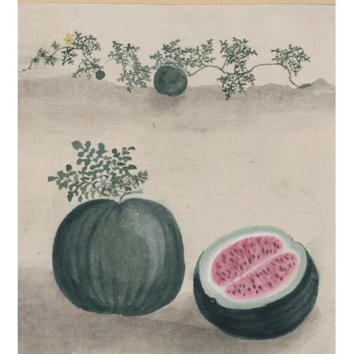 Watermelon Poster Watermelon Poster