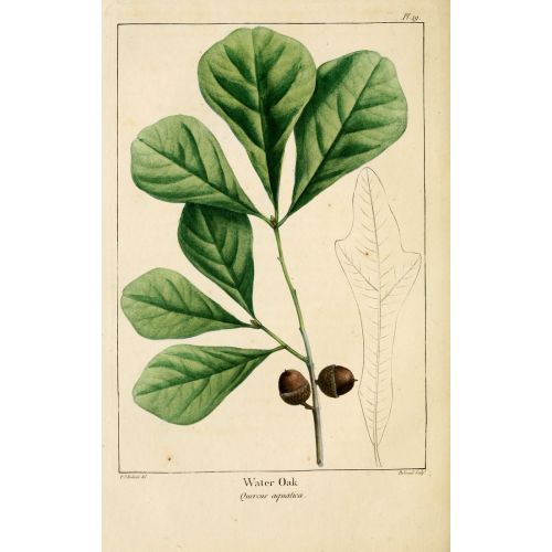 Water Oak Poster Water Oak Poster