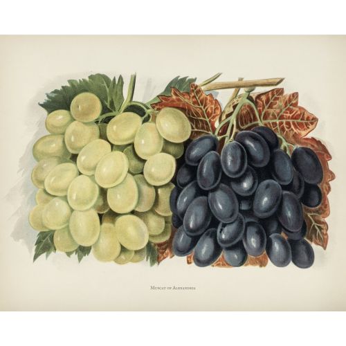 White And Red Grape Poster White And Red Grape Poster