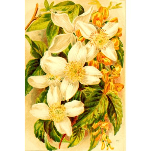 White Flowers Poster White Flowers Poster