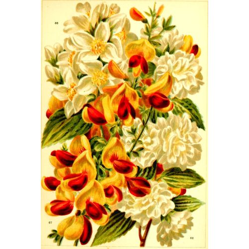 White Flowers Poster 2 Poster White Flowers Poster 2 Poster