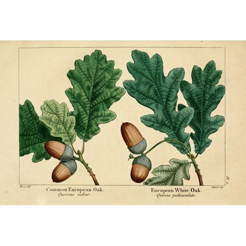 White Oak Poster