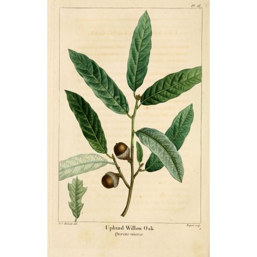 Willow Leaf Oak Poster Willow Leaf Oak Poster