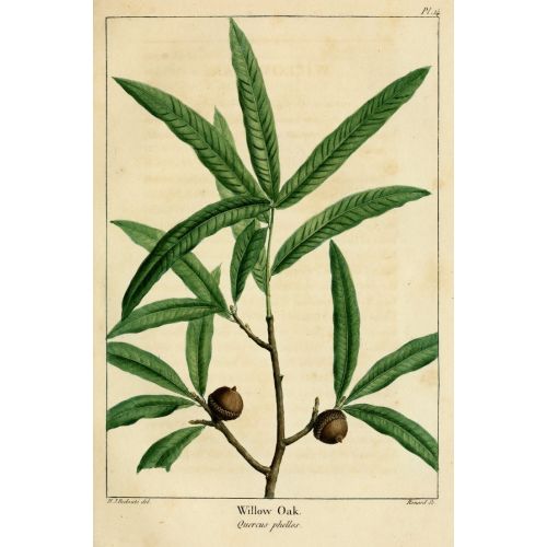 Willow Leaf Oak Poster 2 Poster Willow Leaf Oak Poster 2 Poster