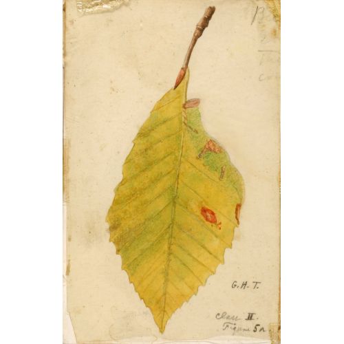Withered Leaf Poster