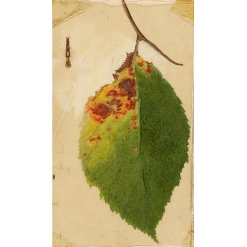 Withered Leaf Poster 2 Poster