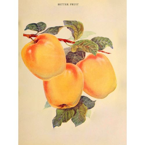 Yellow Apples Poster Yellow Apples Poster