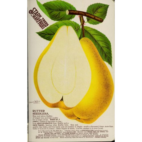 Yellow Pear Poster Yellow Pear Poster