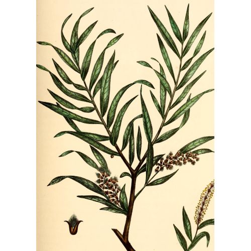 Yew Tree Poster Yew Tree Poster