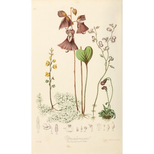 Bladderwort Posteri Bladderwort Posteri