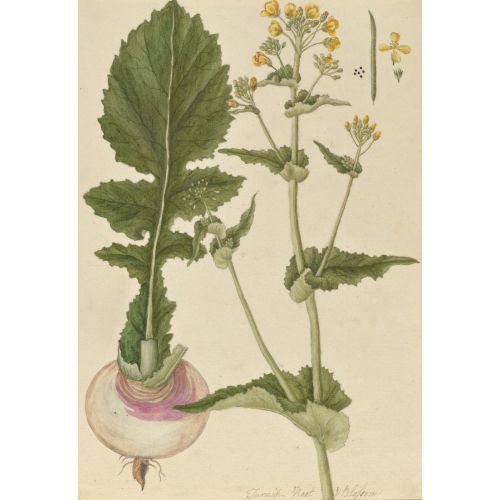 Brassica Rapa Sulu Boya Posteri Brassica Rapa Sulu Boya Posteri
