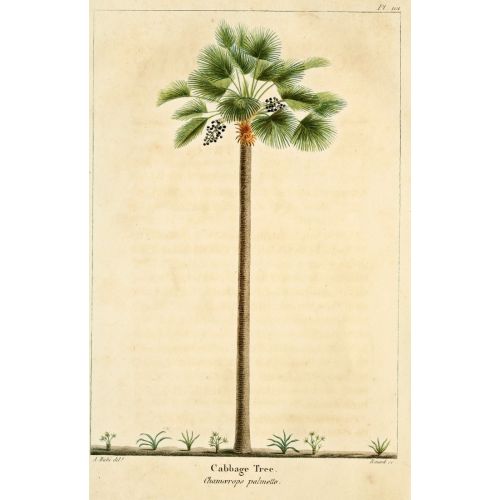 Palmiye Ağacı Posteri Palmiye Ağacı Posteri