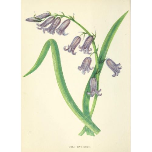 Camassia Posteri Camassia Posteri