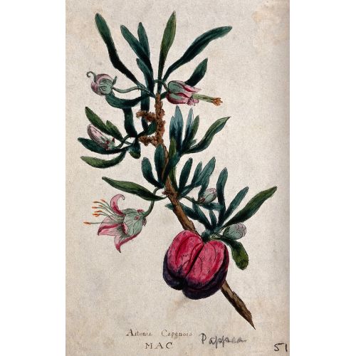 Nymania Capensis Posteri