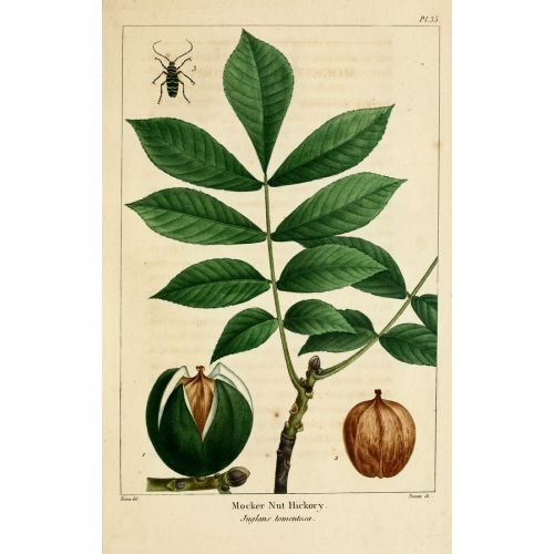 Carya Tomentosa Posteri Carya Tomentosa Posteri