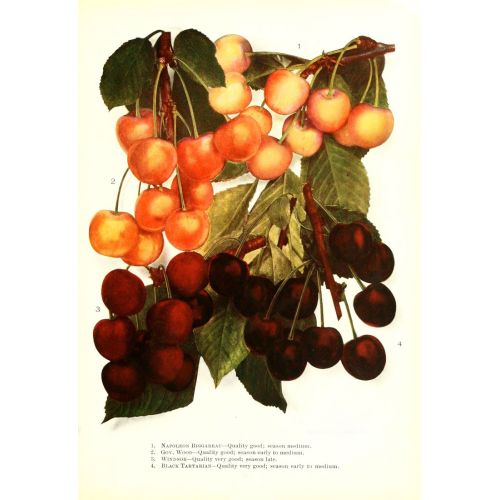 Cherry Poster Cherry Poster is a vibrant and unique plant that features colorful flowers in shades of pink, red, or white. This