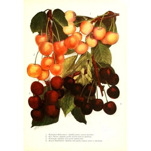 Cherry Poster Cherry Poster is a vibrant and unique plant that features colorful flowers in shades of pink, red, or white. This