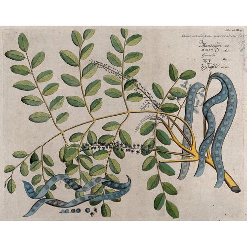 Circassian Tree Or Red Sandalwood Poster The Circassian Tree Or Red Sandalwood Poster features a beautiful illustration of the