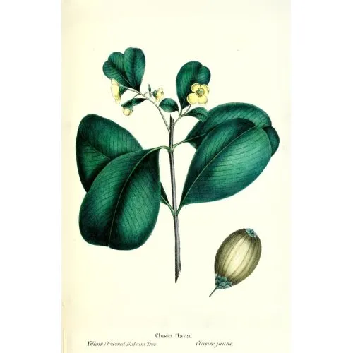 Autograph Tree - Clusia Rosea Poster The Autograph Tree, also known as Clusia Rosea, is a tropical plant with glossy green leaves