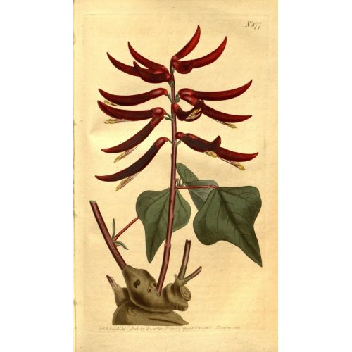 Curtis's Botanik Posteri Curtis's Botanik Posteri