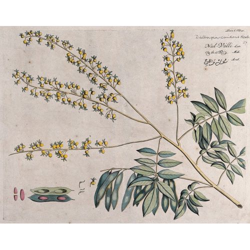 Dalbergia Posteri Dalbergia Posteri