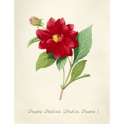 Çifte Dahlia Posteri Çifte Dahlia Posteri