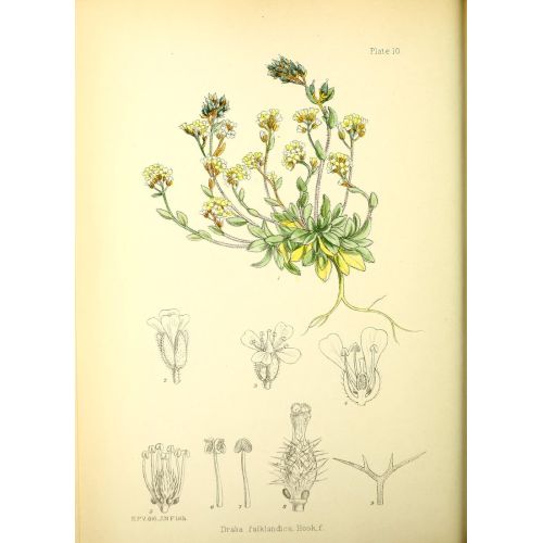 Draba Posteri Draba Posteri