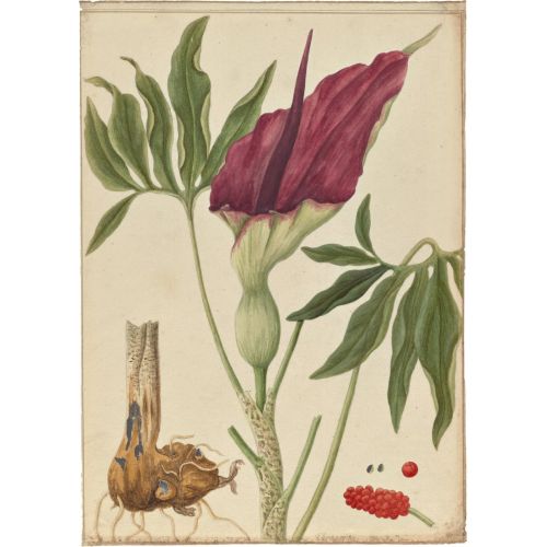 Yılan Bıçağı Dracunculus Vulgaris Posteri Yılan Bıçağı Dracunculus Vulgaris Posteri