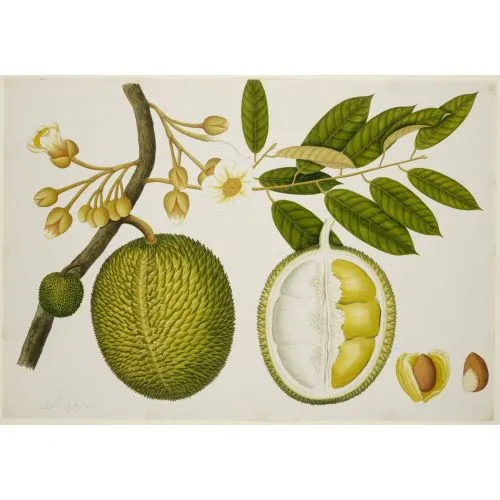 Durian Poster The Durian Poster showcases the unique features of the Durian plant, known for its large spiky fruit and distinct