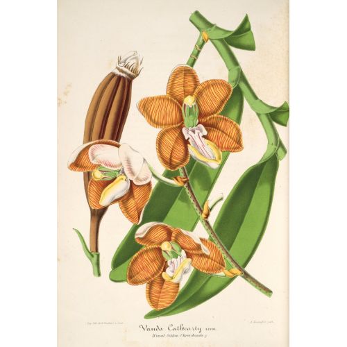 Esmeralda Cathcart Drawing Poster The Esmeralda Cathcart Drawing Poster features a beautifully intricate illustration of plants