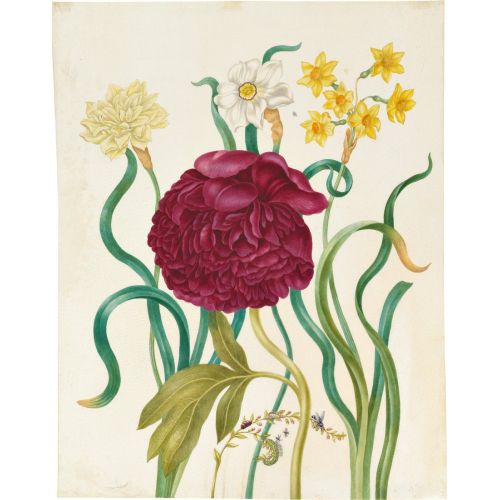 Farmers Peony - Johanna Helena Herolt Poster The Farmers Peony - Johanna Helena Herolt Poster features a vibrant and detailed