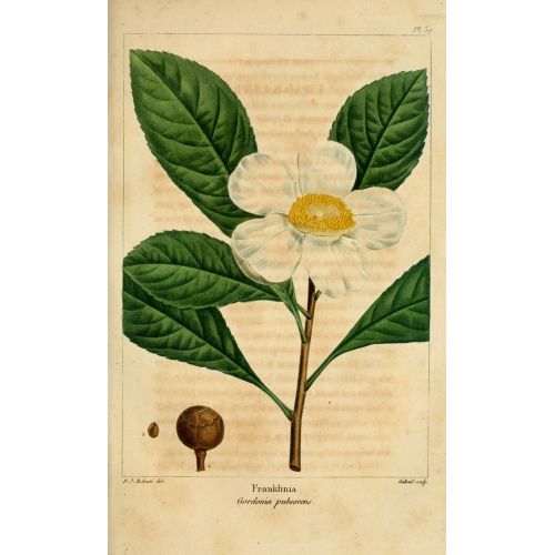 Franklinia Posteri Franklinia Posteri