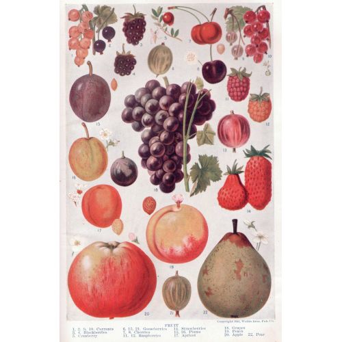 Ters Lale Fritillaria İmperialis Posteri Ters Lale Fritillaria İmperialis Posteri