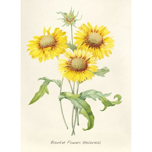 Battaniye Çiçeği Gaillardia Posteri Battaniye Çiçeği Gaillardia Posteri