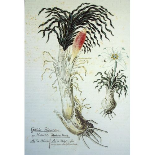 Gethyllis Ciliaris Posteri Gethyllis Ciliaris Posteri