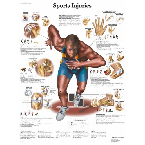 Sports Injuries Anatomy Poster