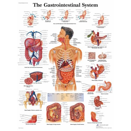 The Gastrointestinal System Anatomy Poster The Gastrointestinal System Anatomy Poster features detailed illustrations of the