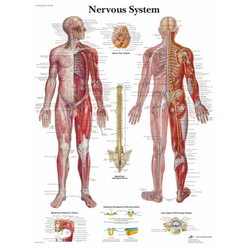 The Nervous System Anatomy Poster 2 The Nervous System Anatomy Poster 2 features detailed illustrations of the central and