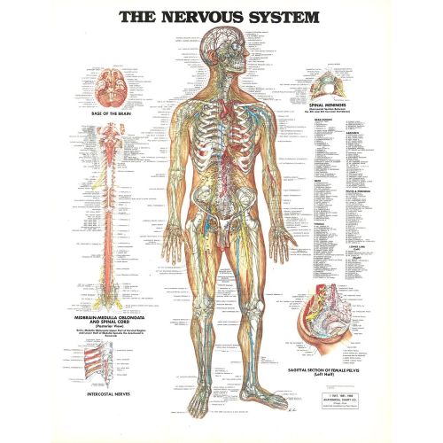 The Nervous System Anatomy Poster The Nervous System Anatomy Poster provides a detailed and accurate representation of the