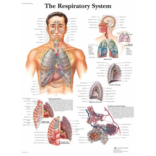 The Respiratory System Poster The Respiratory System Poster showcases the anatomy and functions of the human respiratory system