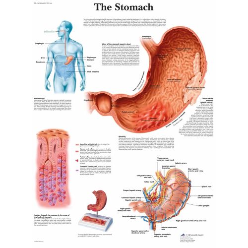 The Stomach Anatomy Poster The Stomach Anatomy Poster
